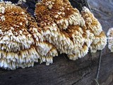 Pycnoporellus alboluteus image