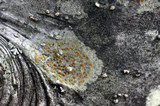Caloplaca cerina image