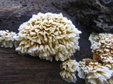 Pycnoporellus alboluteus image