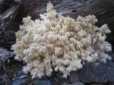 Hericium abietis image