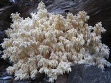 Hericium abietis image