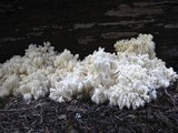 Hericium abietis image