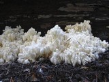 Hericium abietis image