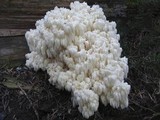 Hericium abietis image