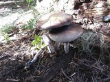 Stropharia hornemannii image