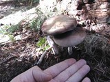 Stropharia hornemannii image