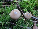 Hygrophorus agathosmus image