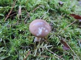 Hygrophorus agathosmus image