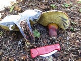 Boletus rubripes image