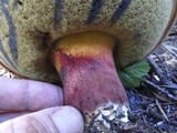 Boletus rubripes image