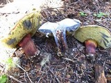 Boletus rubripes image