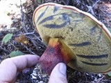 Boletus rubripes image