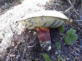 Boletus rubripes image