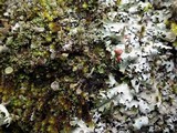 Cladonia bellidiflora image