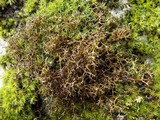 Cetraria aculeata image