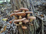 Armillaria solidipes image