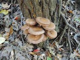 Armillaria solidipes image
