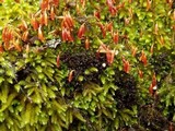Leptogium palmatum image