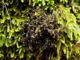 Leptogium palmatum image