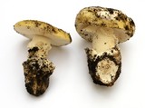 Amanita vernicoccora image
