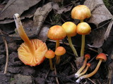 Hygrocybe mucronella image