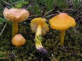 Hygrocybe citrinovirens image