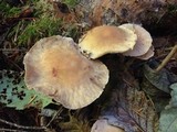 Gymnopus peronatus image