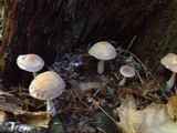 Gymnopus peronatus image