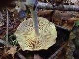 Gymnopus peronatus image