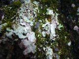 Mycena pseudocorticola image