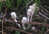 Leucocoprinus cepistipes image