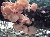 Pleurotus djamor image