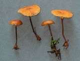 Xeromphalina cauticinalis image