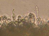 Xeromphalina cauticinalis image