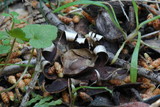 Geastrum floriforme image