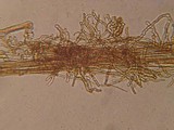 Xeromphalina cauticinalis image