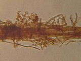 Xeromphalina cauticinalis image