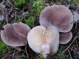 Lactarius mammosus image