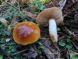 Cortinarius mucosus image