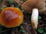 Cortinarius mucosus image