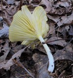 Chrysomphalina strombodes image