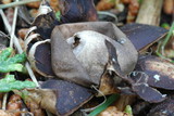 Geastrum floriforme image