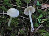 Entoloma alboumbonatum image