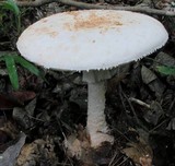 Amanita daucipes image