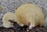 Neofavolus suavissimus image