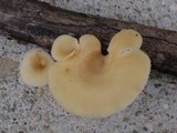 Neofavolus suavissimus image