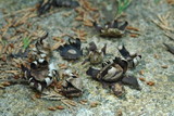 Geastrum floriforme image