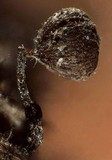 Cribraria cancellata var. cancellata image