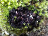Polychidium muscicola image