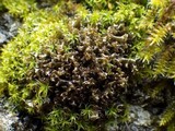 Leptogium palmatum image